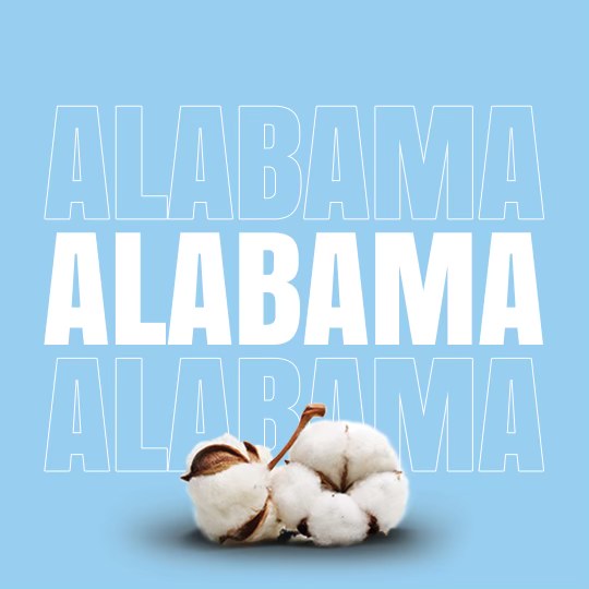 Read more about the article This is Why Cotton’s Sweet Home is in Alabama